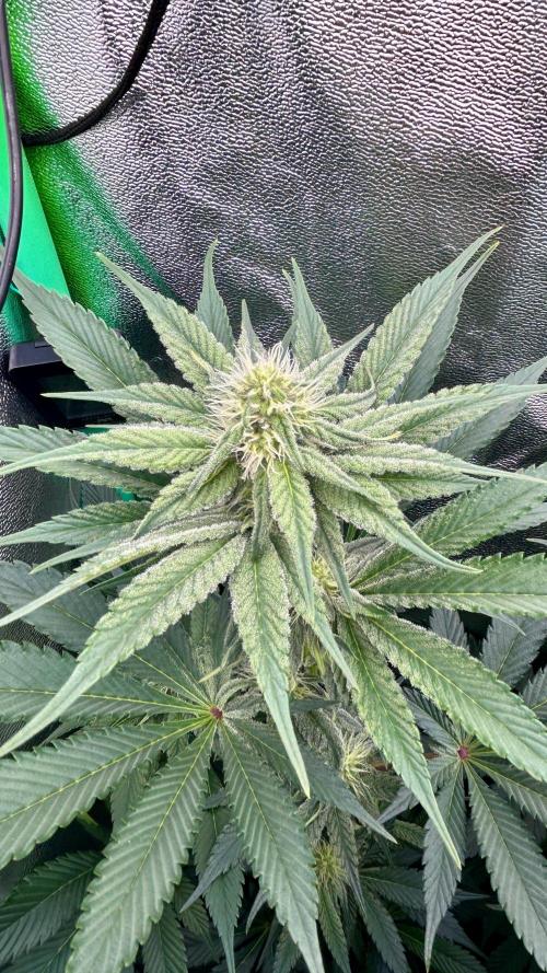 stayhighッ #420 ッ. Week 9 - 4.12