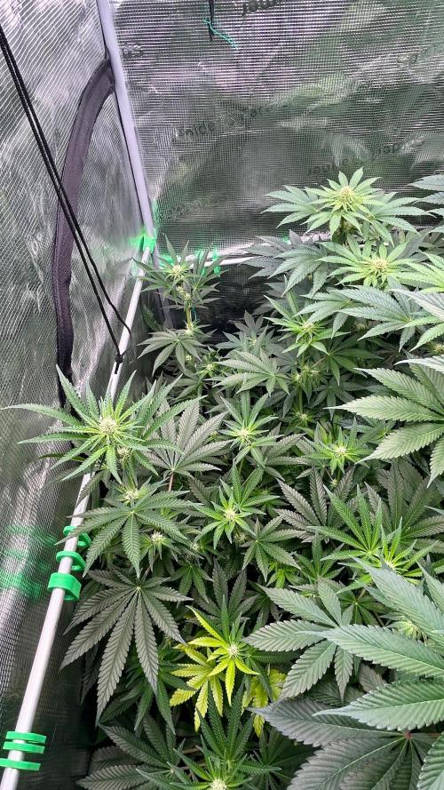 stayhighッ #420 ッ. Week 9 - 4.12