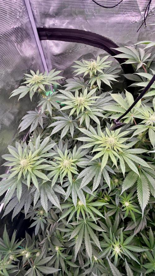 stayhighッ #420 ッ. Week 9 - 4.12