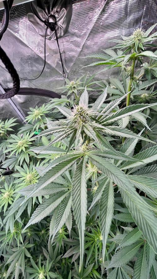 stayhighッ #420 ッ. Week 9 - 4.12