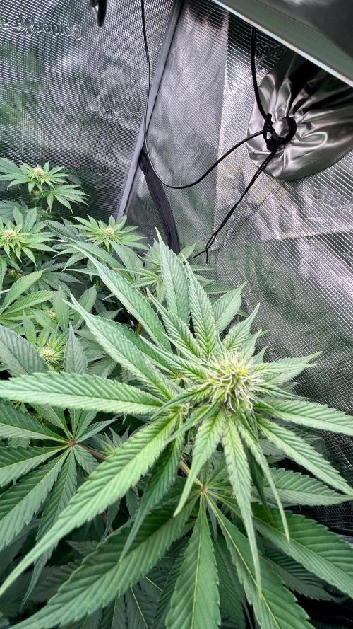 stayhighッ #420 ッ. Week 9 - 4.12