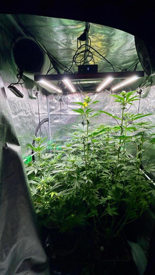 stayhighッ #420 ッ. Week 9 - 4.12