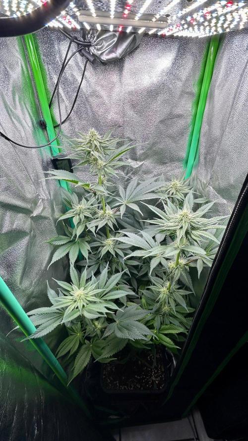 stayhighッ #420 ッ. Week 9 - 4.12