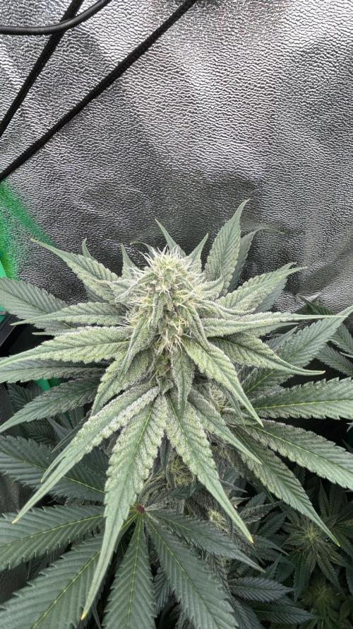 stayhighッ #420 ッ. Week 10