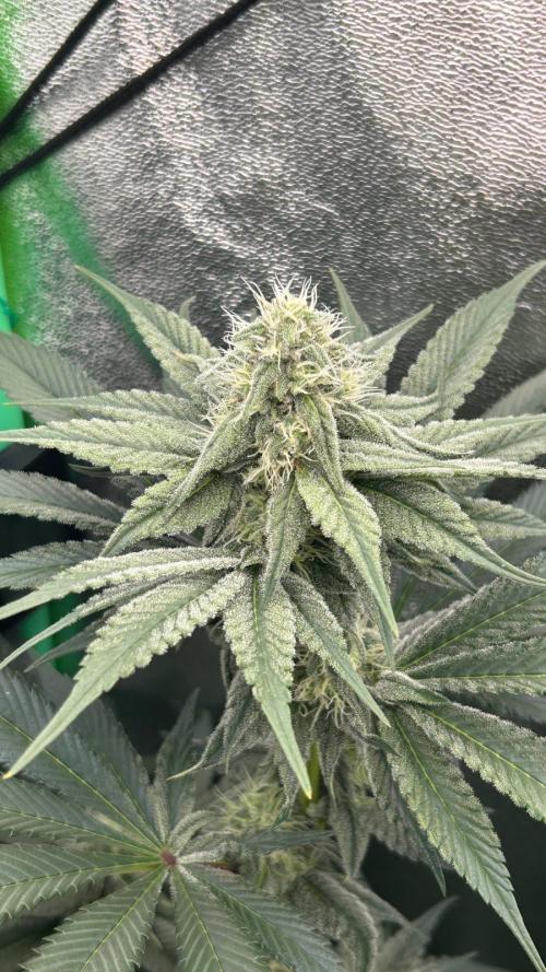 stayhighッ #420 ッ. Week 10