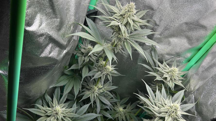 stayhighッ #420 ッ. Week 10