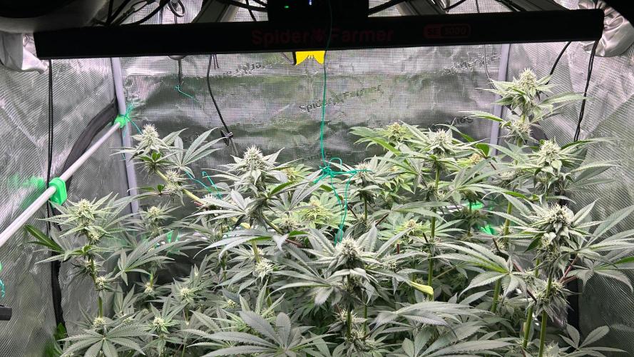 stayhighッ #420 ッ. Week 10