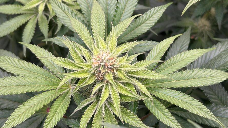 stayhighッ #420 ッ. Week 10