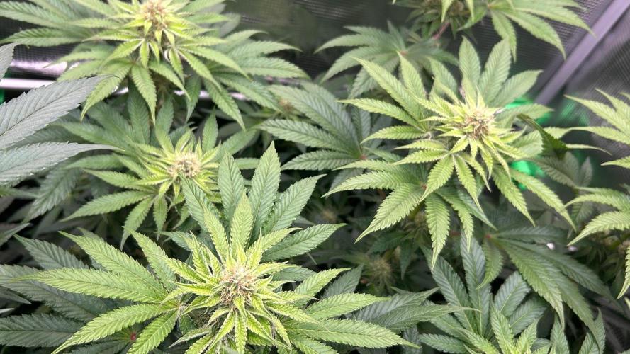 stayhighッ #420 ッ. Week 10