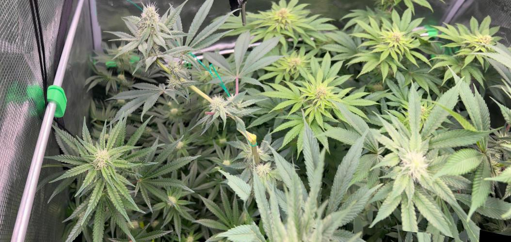 stayhighッ #420 ッ. Week 10