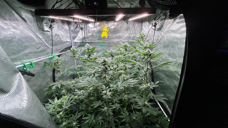 stayhighッ #420 ッ. Week 10