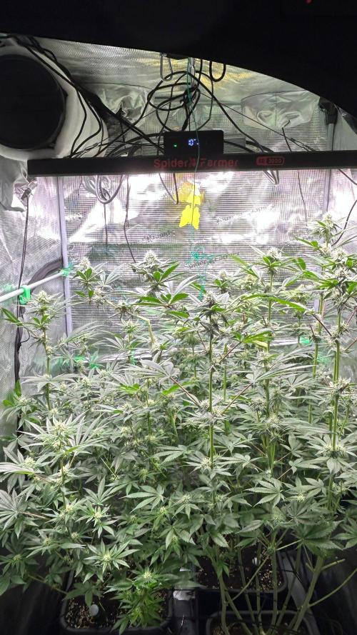 stayhighッ #420 ッ. Week 10