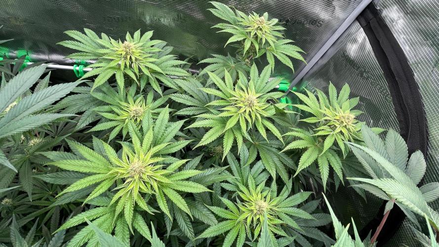 stayhighッ #420 ッ. Week 10