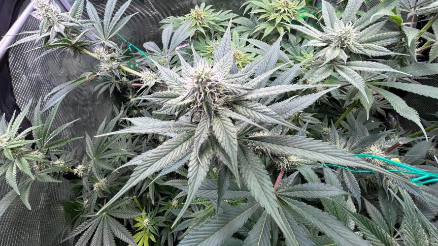 stayhighッ #420 ッ. Week 10