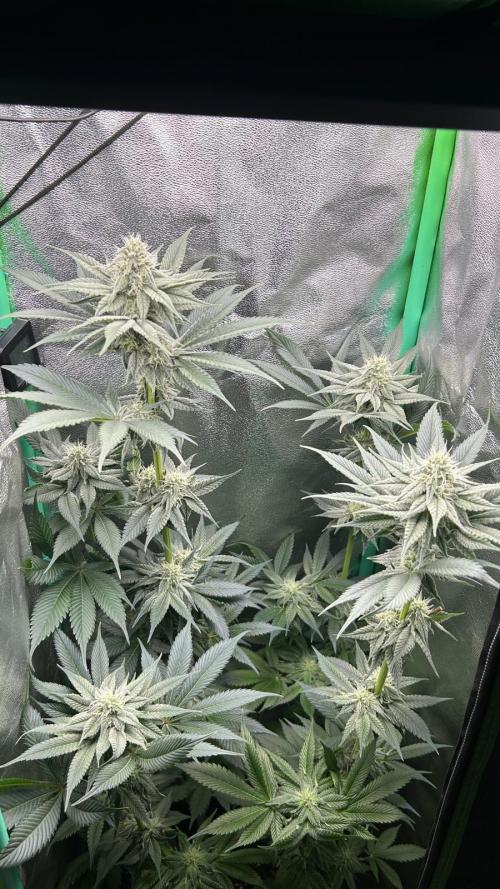 stayhighッ #420 ッ. Week 10