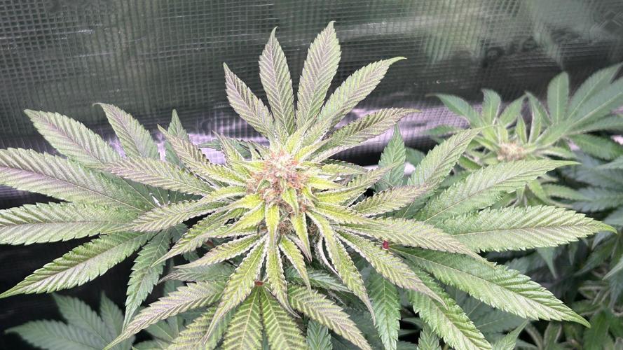 stayhighッ #420 ッ. Week 11