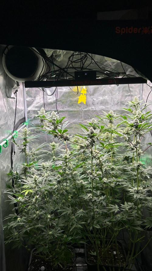 stayhighッ #420 ッ. Week 11