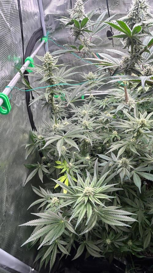 stayhighッ #420 ッ. Week 11