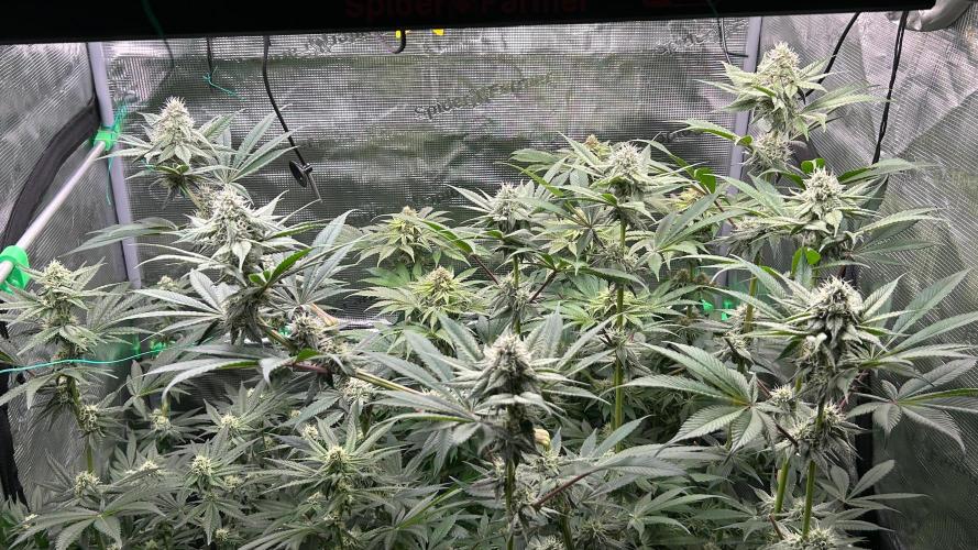 stayhighッ #420 ッ. Week 11