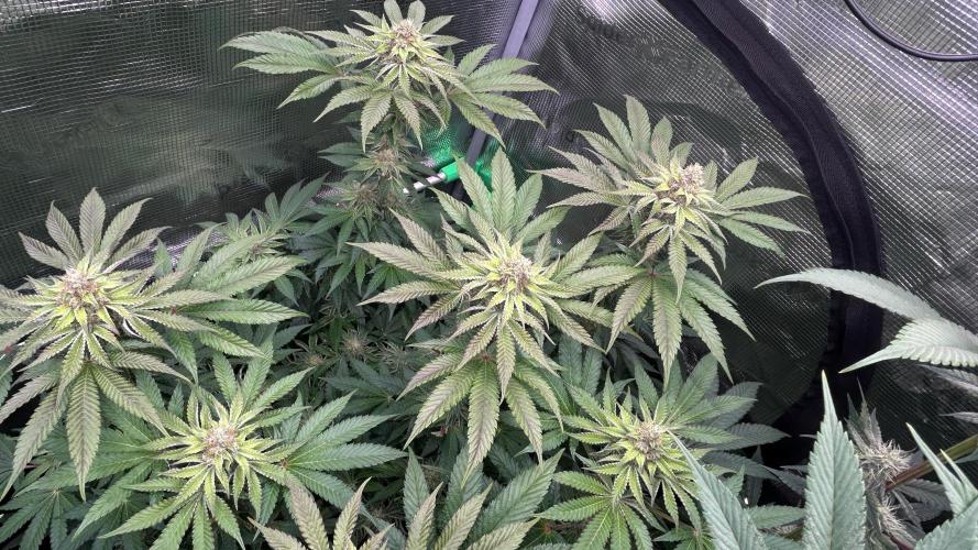 stayhighッ #420 ッ. Week 11