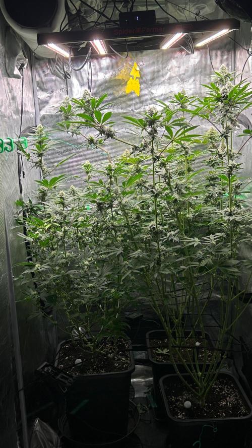 stayhighッ #420 ッ. Week 11