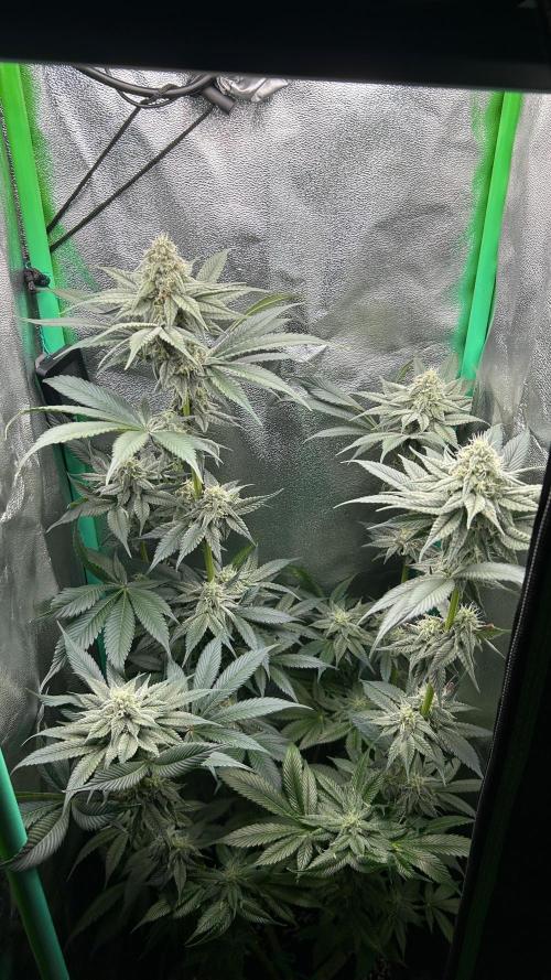 stayhighッ #420 ッ. Week 11