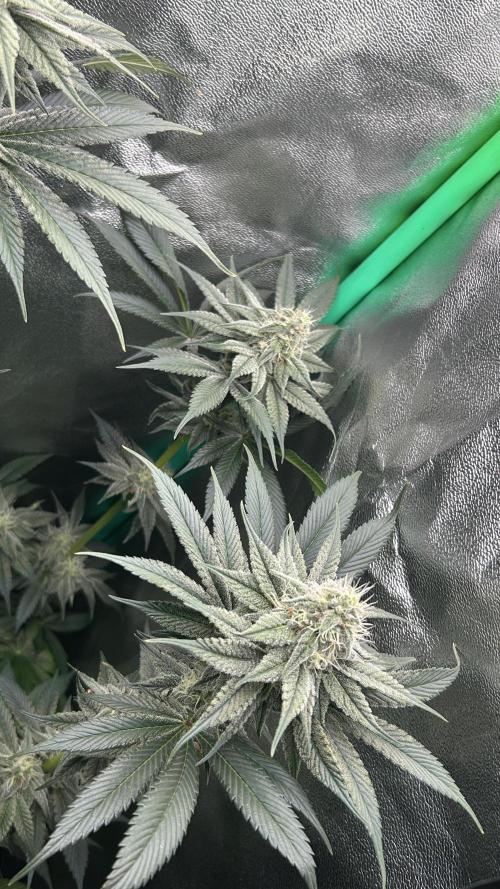 stayhighッ #420 ッ. Week 11