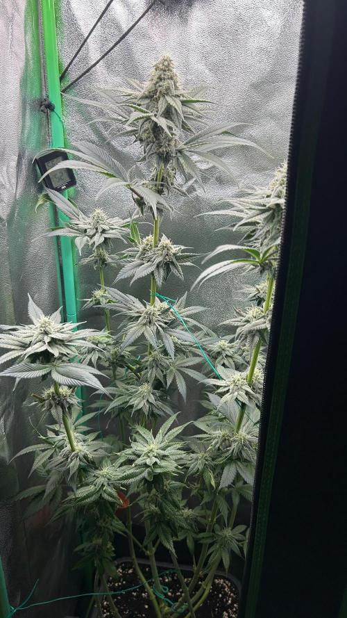 stayhighッ #420 ッ. Week 11