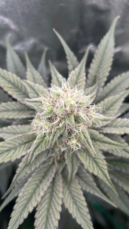 stayhighッ #420 ッ. Week 11 - 19.12