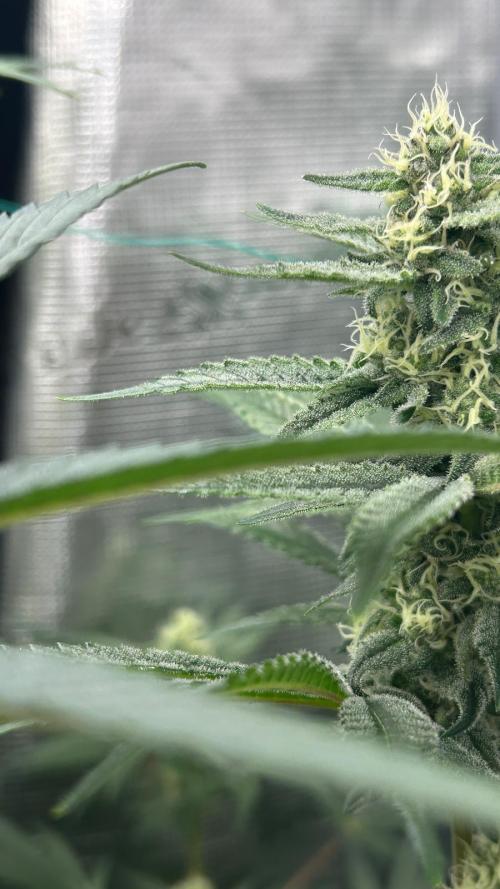 stayhighッ #420 ッ. Week 11 - 19.12