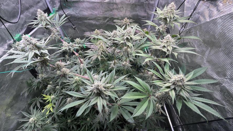 stayhighッ #420 ッ. Week 11 - 19.12