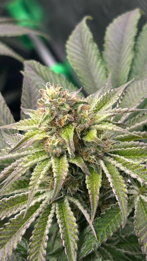 stayhighッ #420 ッ. Week 11 - 19.12