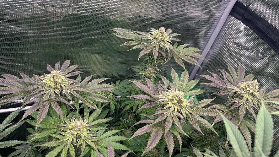 stayhighッ #420 ッ. Week 11 - 19.12