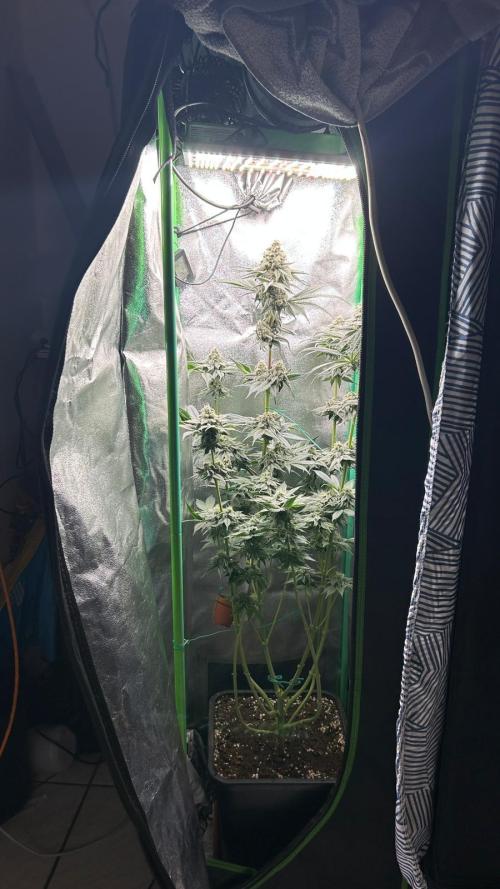 stayhighッ #420 ッ. Week 12 - 26.12 Cherry Poppers 2