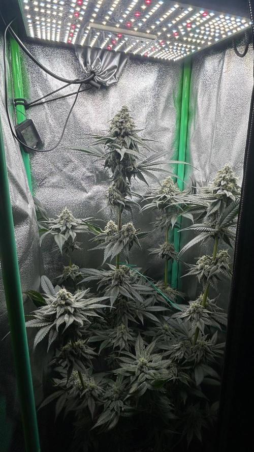 stayhighッ #420 ッ. Week 12 - 26.12 Cherry Poppers 2