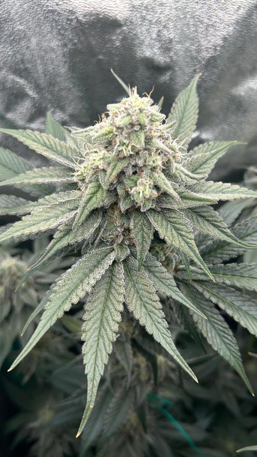 stayhighッ #420 ッ. Week 12 - 26.12 Cherry Poppers
2