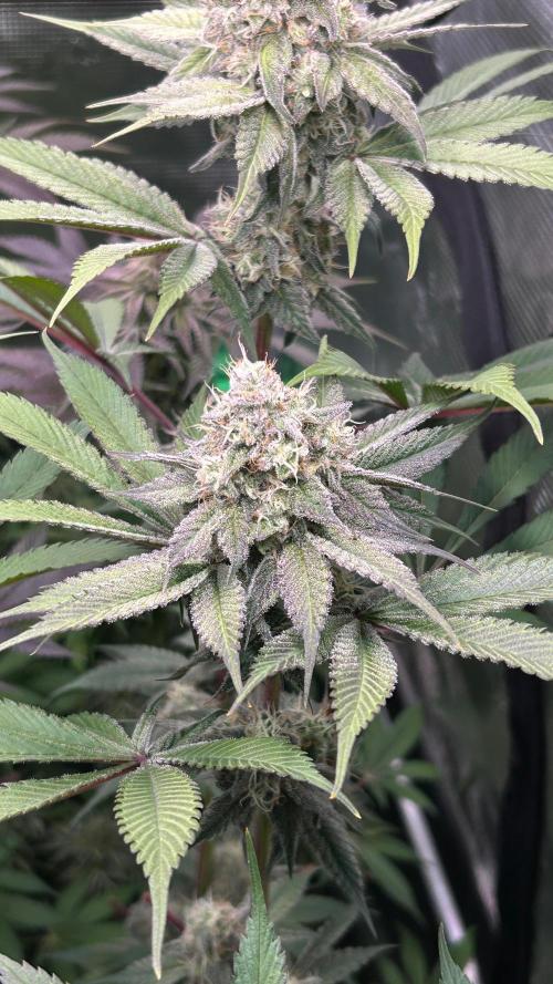 stayhighッ #420 ッ. Week 12 - 26.12 Cherry Poppers  1