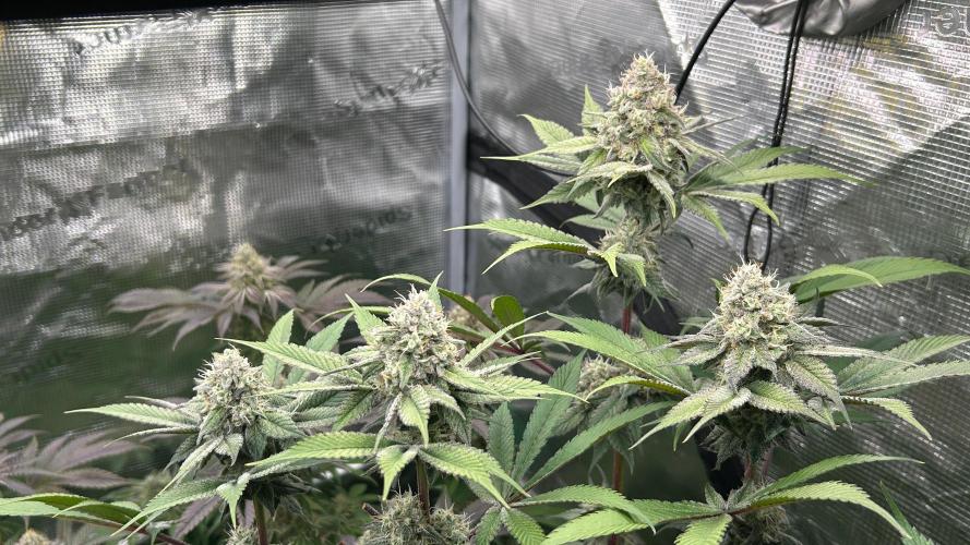 stayhighッ #420 ッ. Week 12 - 26.12 Cherry Poppers  1