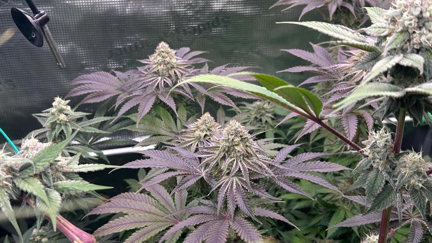 stayhighッ #420 ッ. Week 12 - 26.12  Lemon Orange