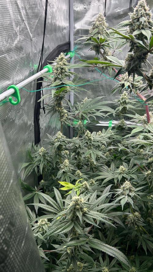 stayhighッ #420 ッ. Week 12 - 26.12 White Gorilla Haze