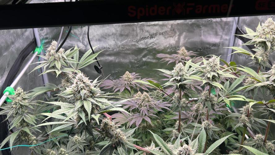 stayhighッ #420 ッ. Week 12 - 26.12