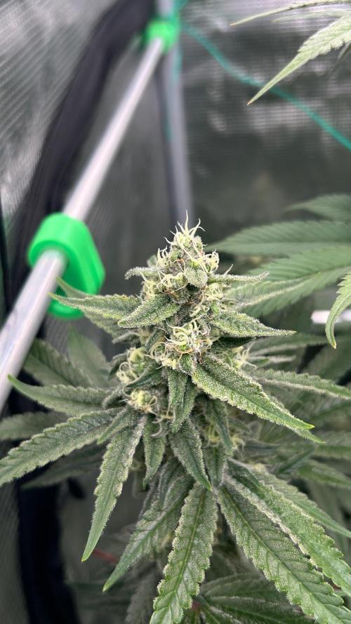 stayhighッ #420 ッ. Week 12 - 26.12 White Gorilla Haze