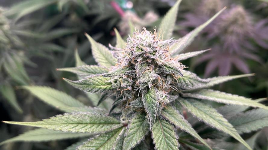 stayhighッ #420 ッ. Week 12 - 26.12 Cherry Poppers 1