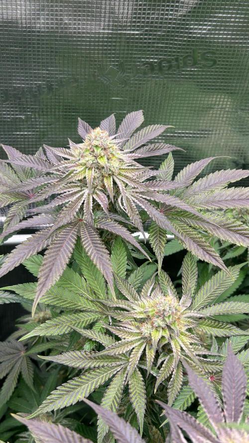 stayhighッ #420 ッ. Week 12 - 26.12  Lemon Orange