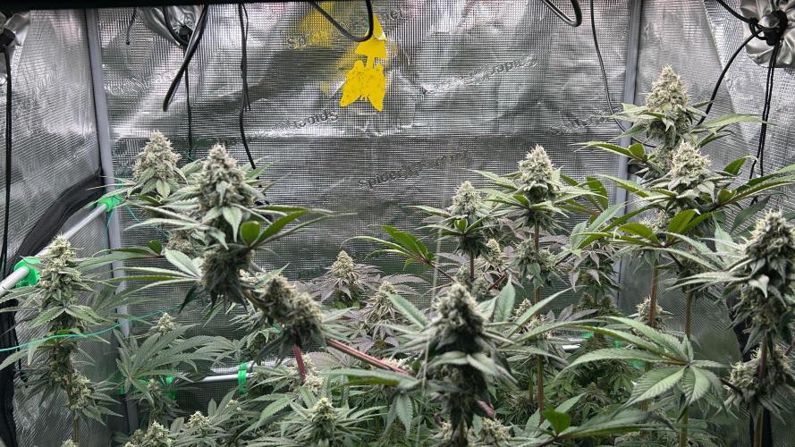 stayhighッ #420 ッ. Week 12 - 26.12