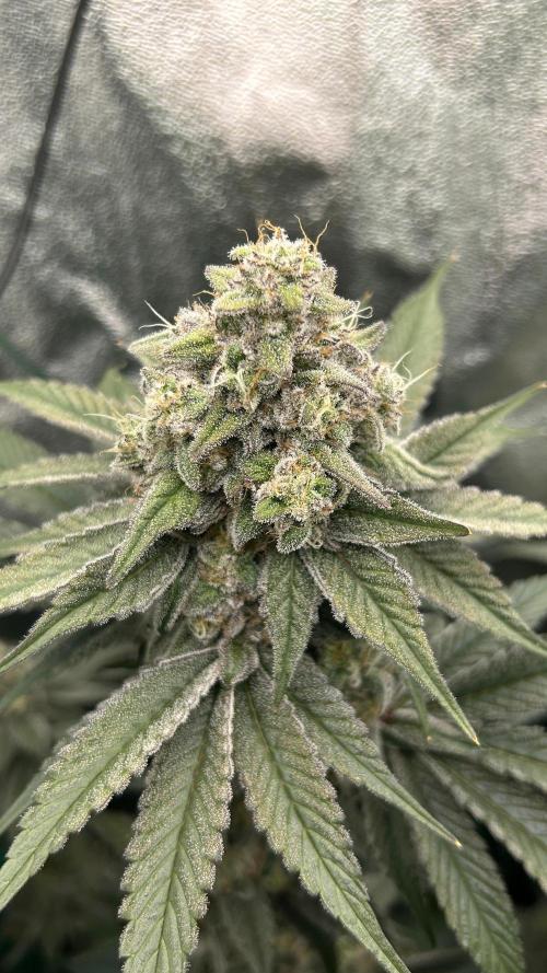 stayhighッ #420 ッ. Week 13