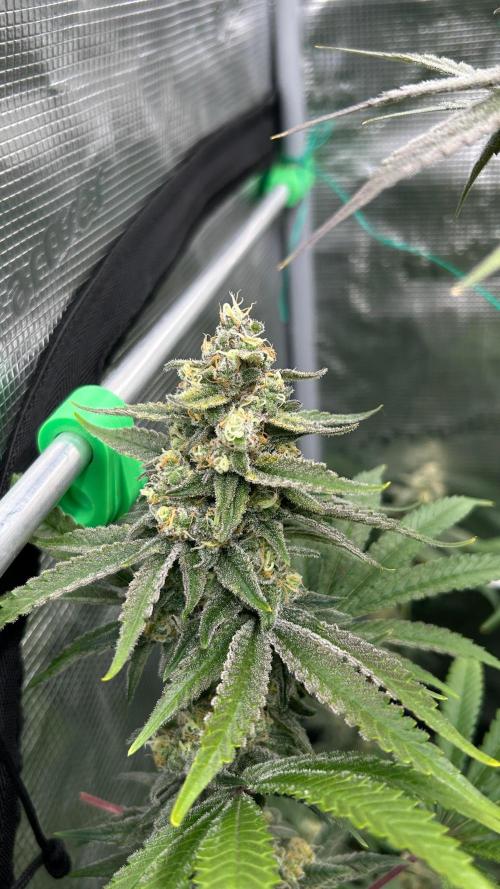 stayhighッ #420 ッ. Week 13