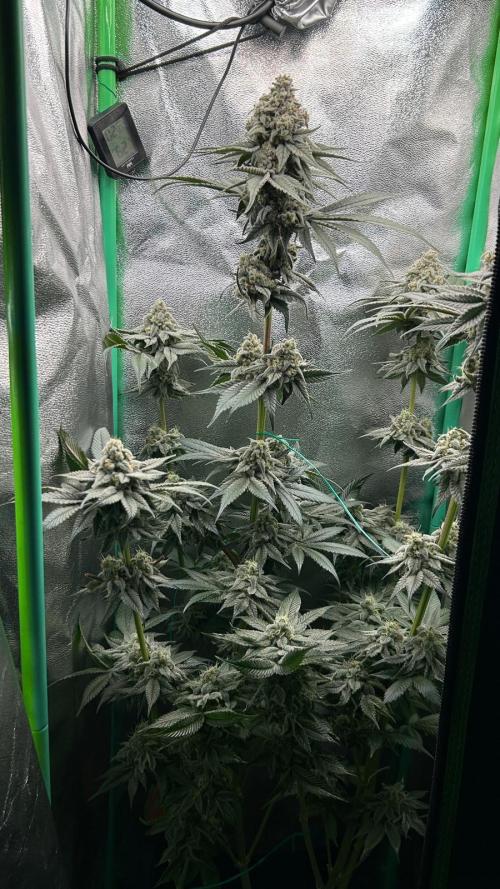 stayhighッ #420 ッ. Week 13