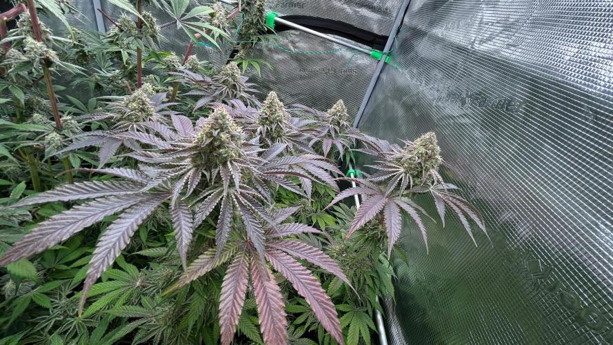 stayhighッ #420 ッ. Week 13