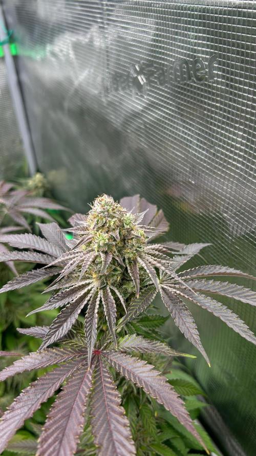 stayhighッ #420 ッ. Week 13